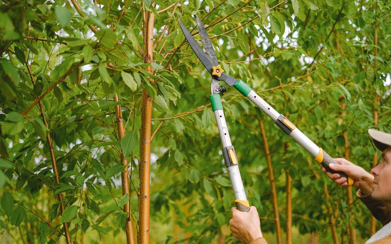 Tree trimming in South Amana, IA