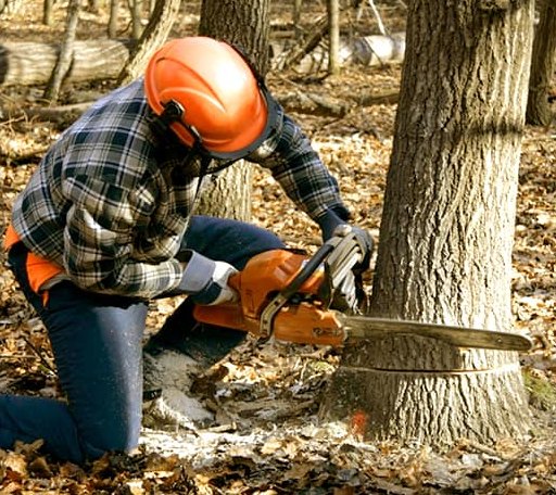 Tree Removal in South Amana, IA